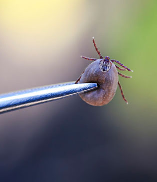 tick-flea-control-img