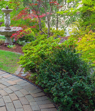 Trees and Shrubs Green Garden