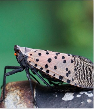 Bug Butterfly Insect