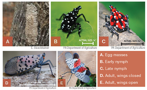 life-stages-of-spotted-lanternfly